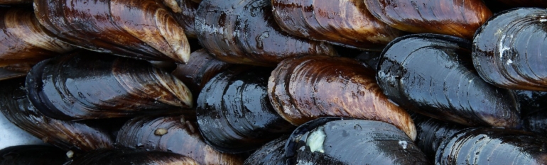 Lower Normandy: sustainable fishing of wild mussels thanks to satellite data