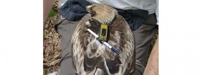 Poitou Charentes and Limousin: Protecting Booted and Short-toed Eagles